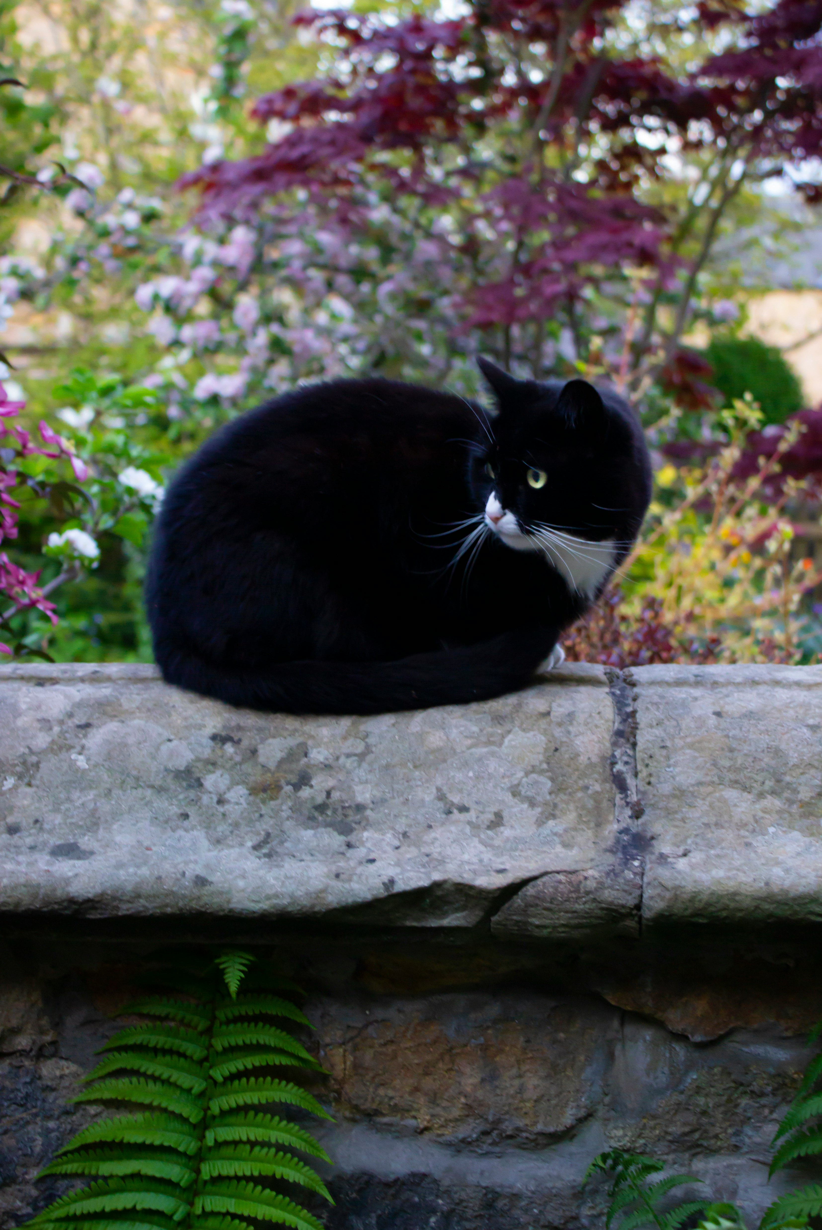 tuxedo cat on gray concrete wall